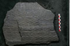 Foto (Detailansicht) von Sigillaria subrotunda Brongniart (NHMW-GEO-2024-0188-11044)